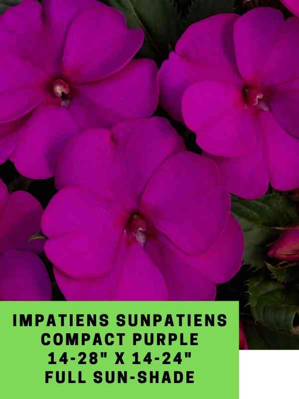 Impatiens Sunpatiens Compact Purple Labeled
