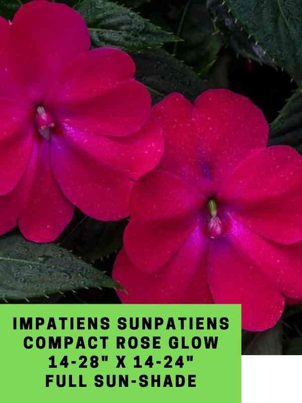 Impatiens Sunpatiens Compact Rose Glow Labeled