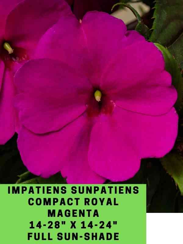 Impatiens Sunpatiens Compact Royal Magenta Labeled