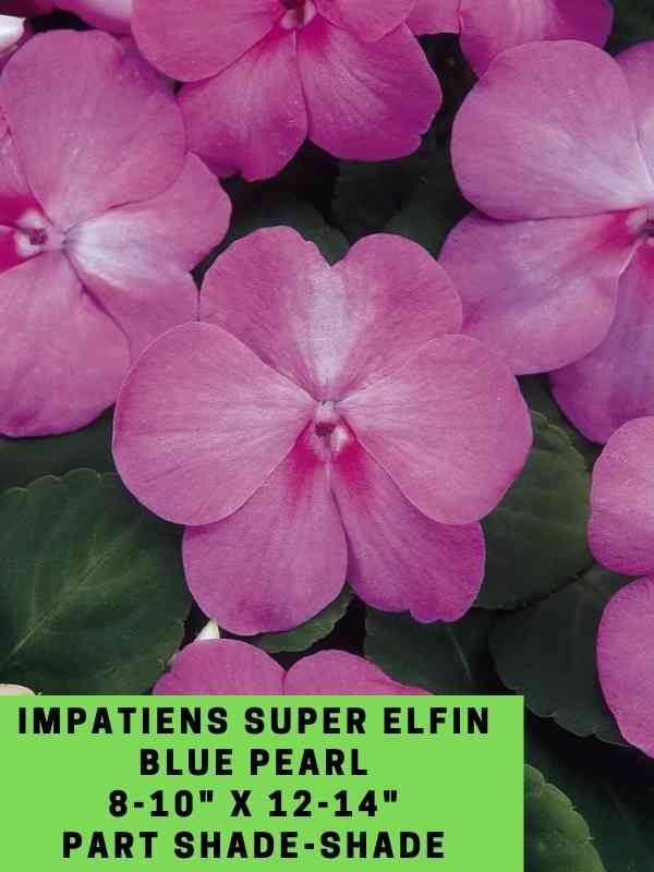 Impatiens Super Elfin Blue Pearl Labeled