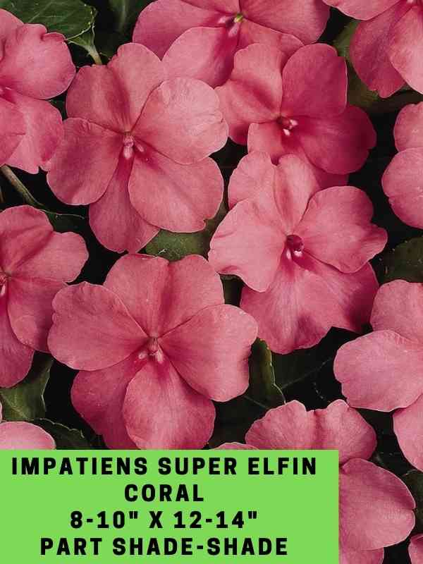 Impatiens Super Elfin Coral Labeled