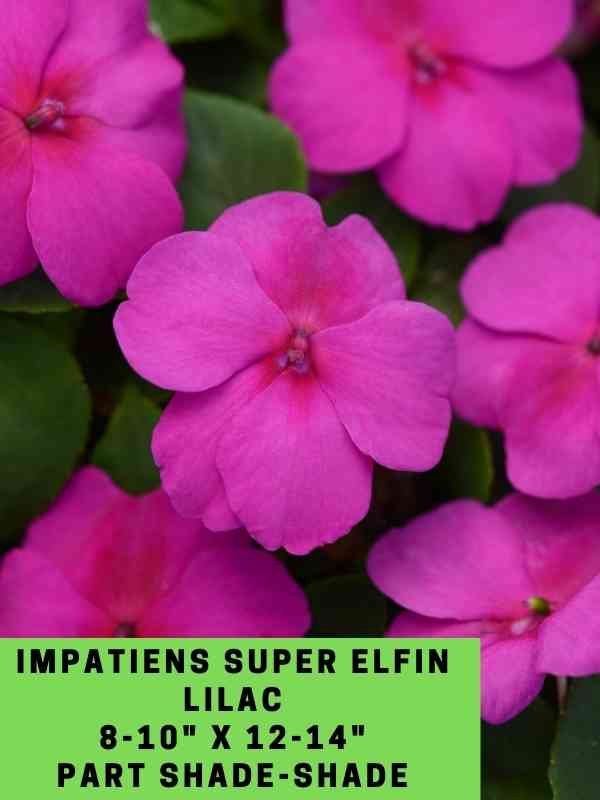 Impatiens Super Elfin Lilac Labeled