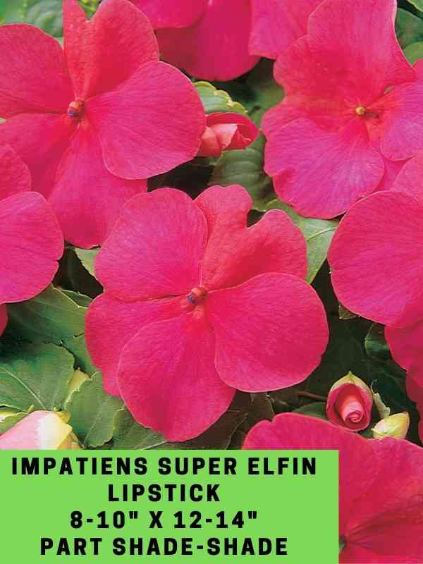 Impatiens Super Elfin Lipstick Labeled