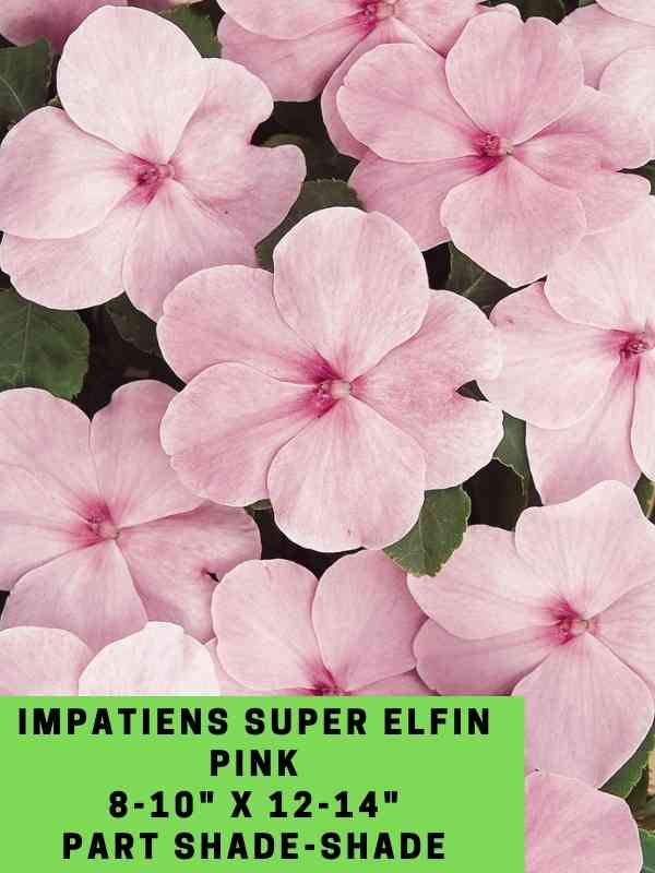 Impatiens Super Elfin Pink Labeled