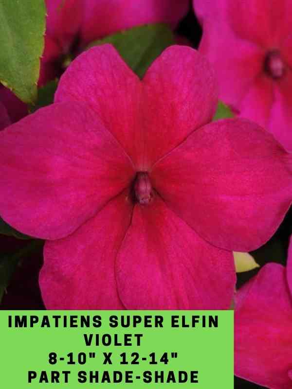 Impatiens Super Elfin Violet Labeled