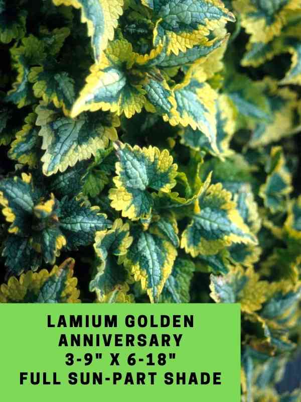 Lamium Golden Anniversary Labeled