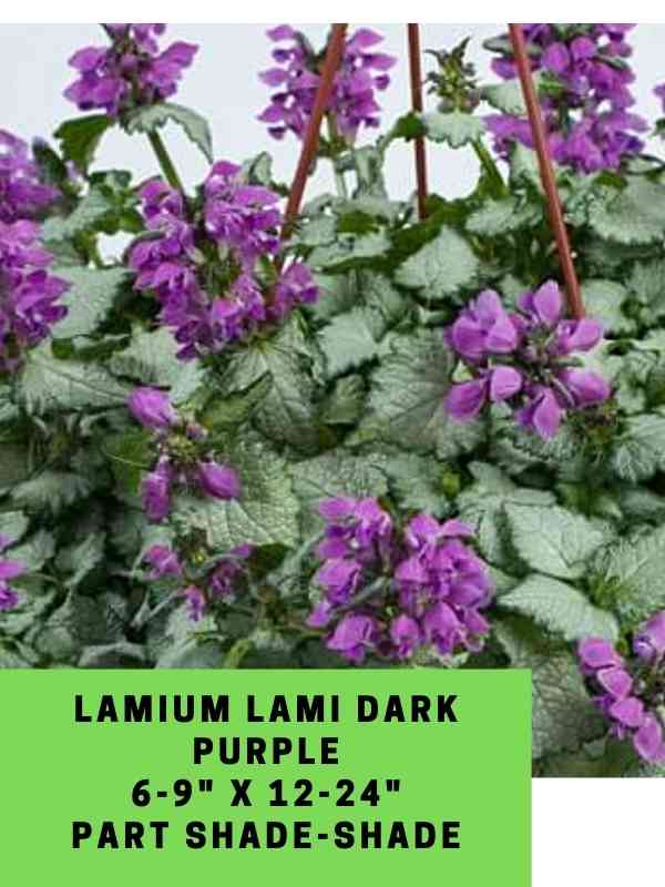 Lamium Lami Dark PUrple Labeled