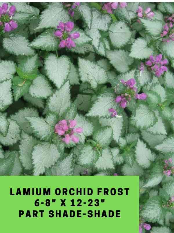 Lamium Orchid Frost Labeled