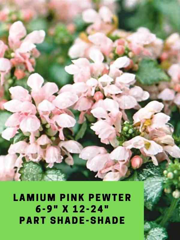 Lamium Pink Pewter Labeled