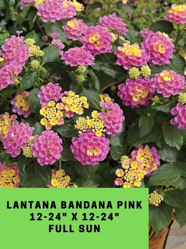 Lantana Bandana Pink Labeled