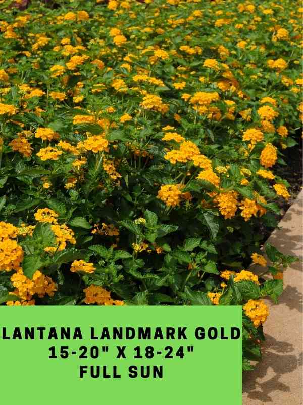 Lantana Landmark Gold Labeled
