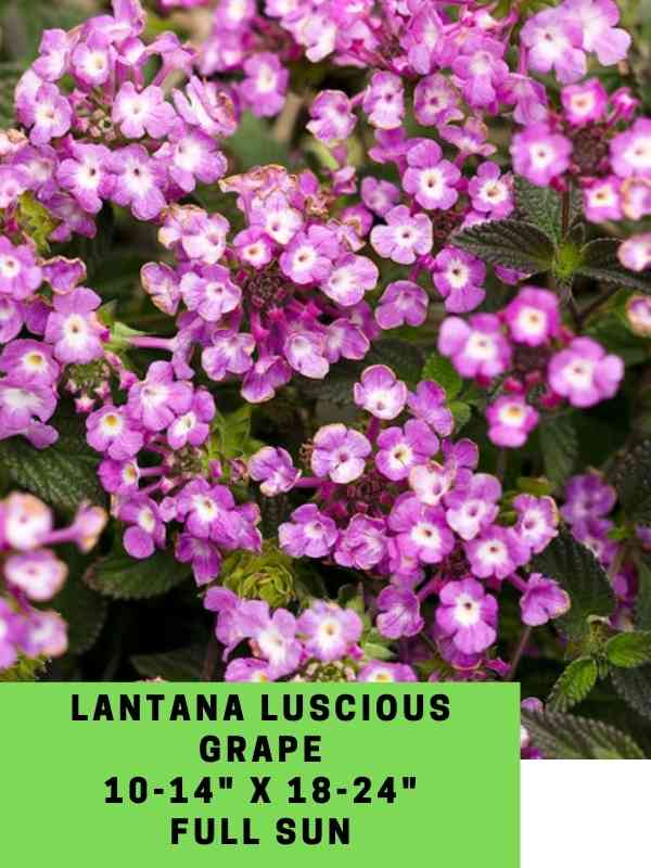 Lantana Luscious Grape Labeled