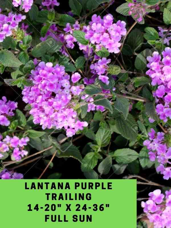 Lantana Purple Trailing Labeled