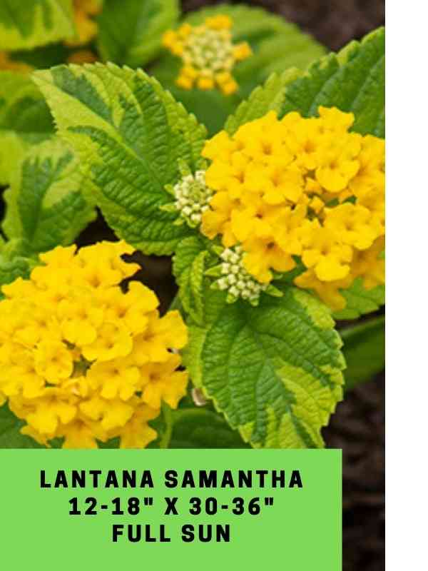 Lantana Samantha Labeled