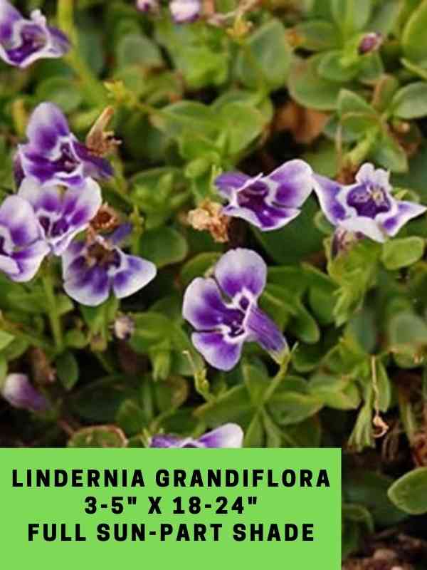 Lindernia Grandiflora Labeled
