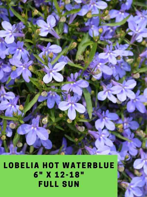 Lobelia Hot Waterblue Labeled