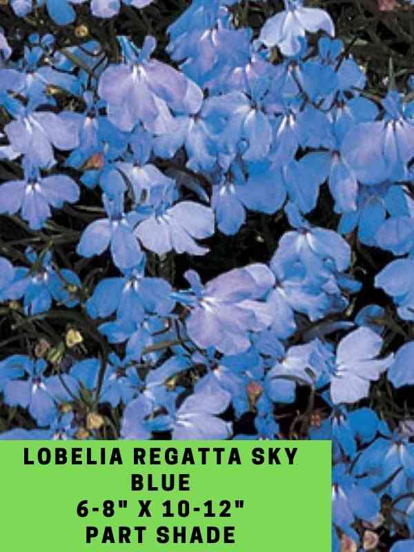 Lobelia Regatta Sky Blue Labeled