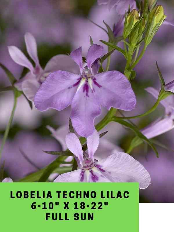 Lobelia Techno Rose Labeled