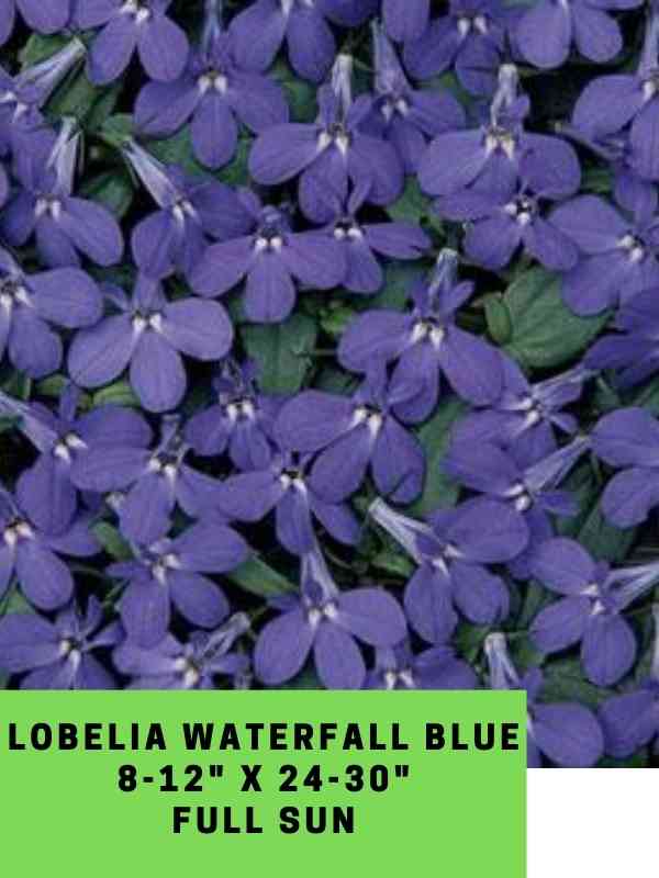 Lobelia Waterfall Blue Labeled