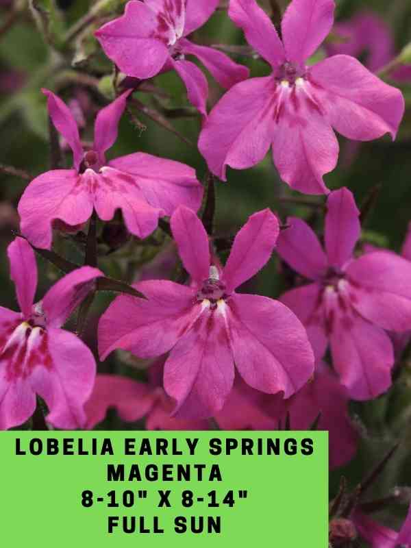 Lobelia early springs magenta Labeled