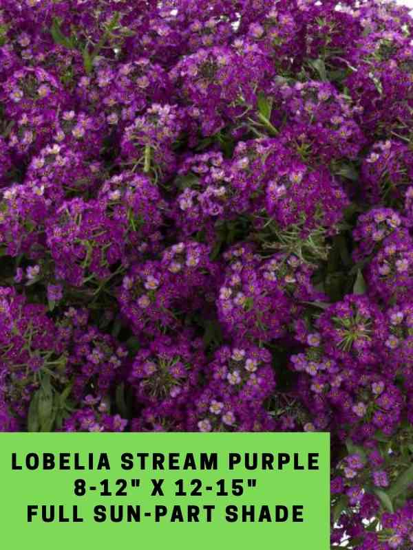Lobelia stream Purple Labeled