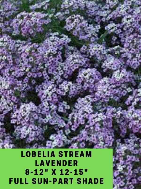 Lobelia stream lavender Labeled