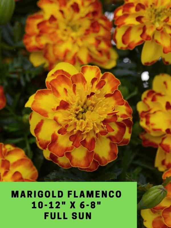 Marigold Flamenco Labeled