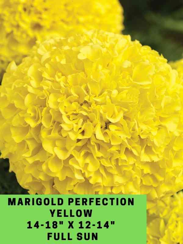 Marigold Perfection Yellow Labeled