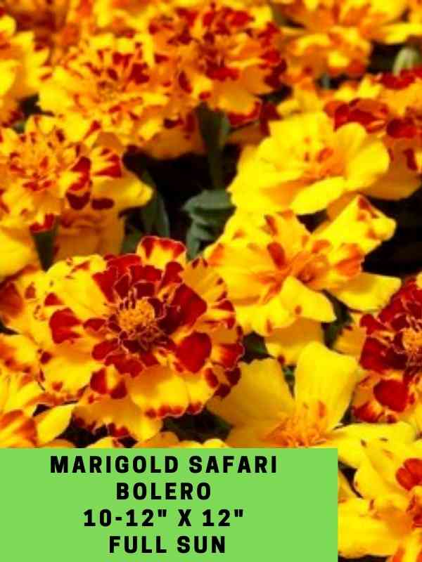 Marigold Safari Bolero Labeled