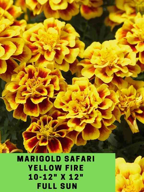 Marigold Safari Yellow Fire Labeled