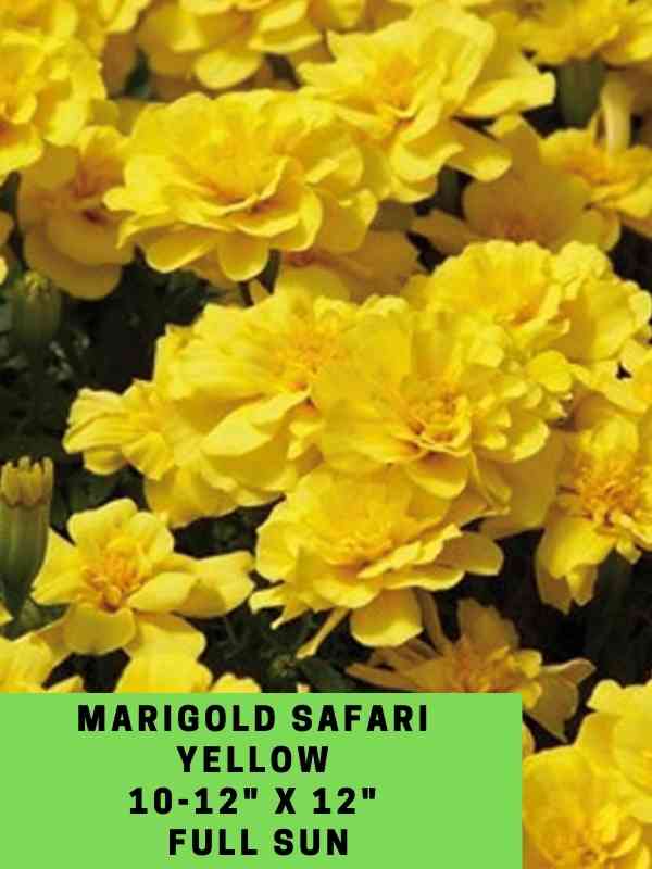 Marigold Safari Yellow Labeled