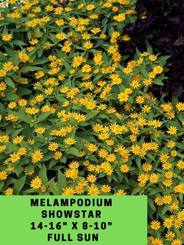 Melampodium Showstar Labeled