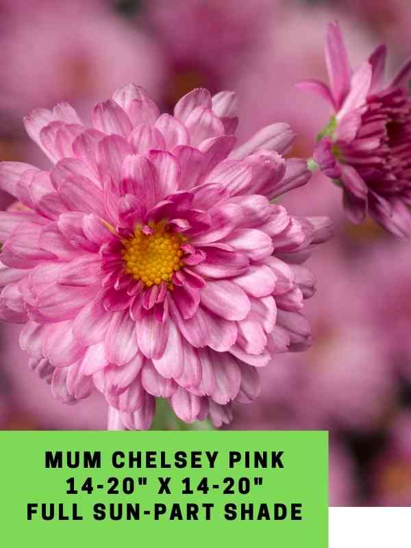 Mum Chelsey Pink Labeled