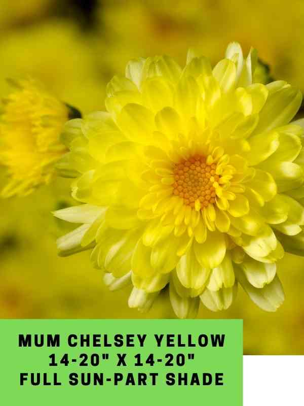 Mum Chelsey yELLOW Labeled