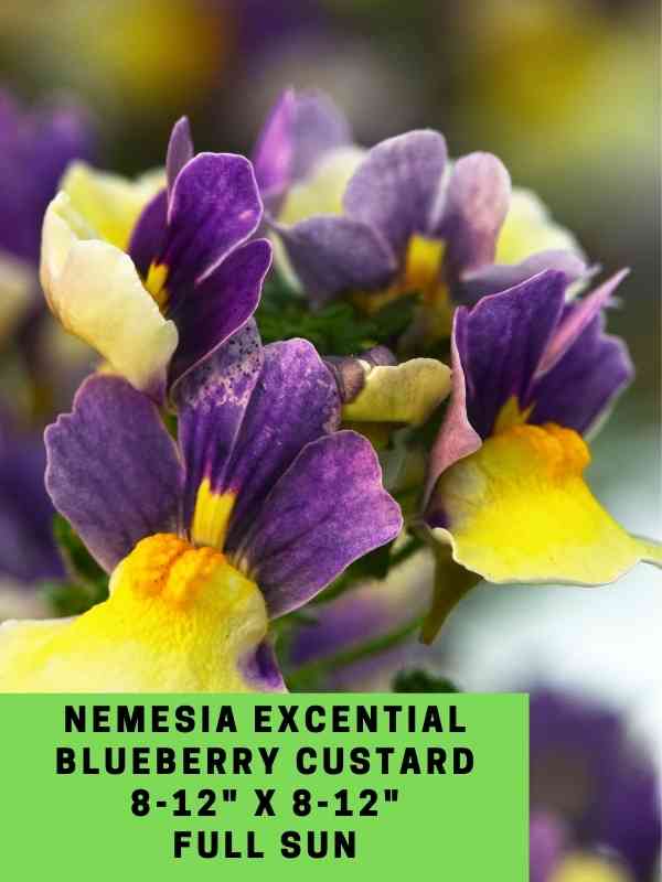 Nemesia Excential Blueberry Custard Labeled