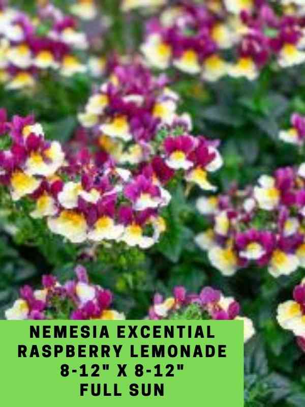 Nemesia Excential Raspberry Lemonade Labeled