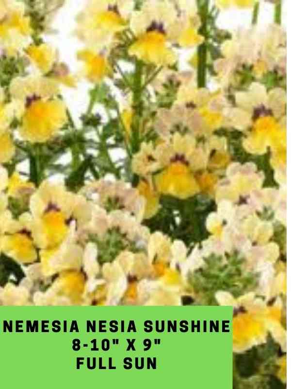 Nemesia Nesia Sunshine Labeled