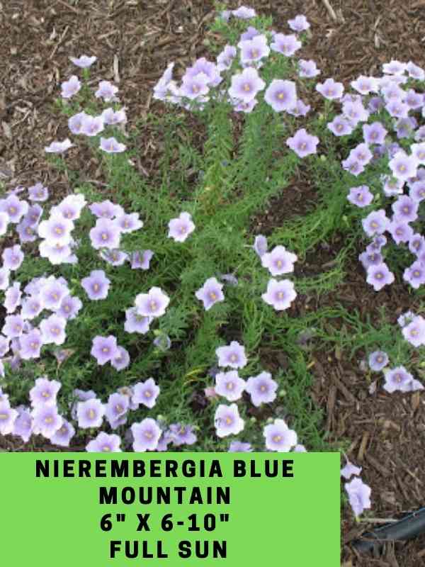 Nierembergia Blue Mountain Labeled