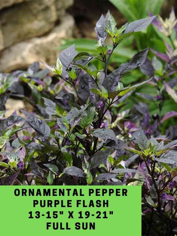Ornamental Pepper Purple Flash Labeled