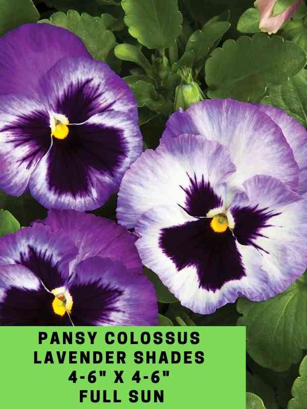 Pansy Colossus Lavender Shades Labeled