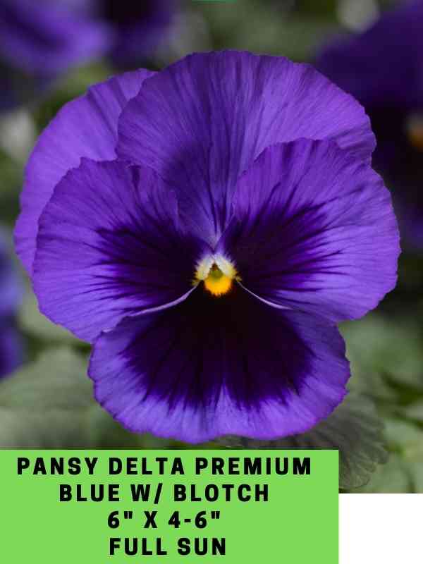 Pansy Delta Premium Blue Blotch Labeled