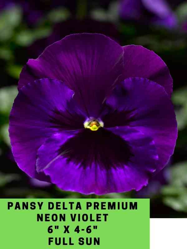 Pansy Delta Premium Neon Violet Labeled