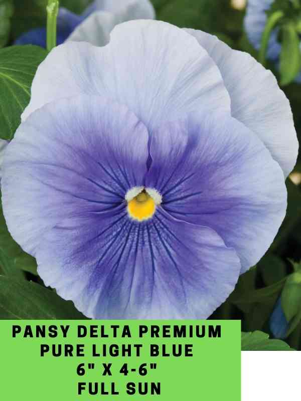 Pansy Delta Premium Pure Light Blue Labeled