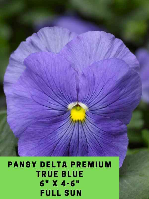 Pansy Delta Premium True Blue Labeled