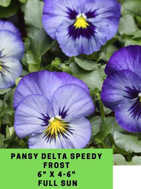 Pansy Delta Speedy Frost Labeled