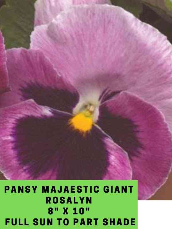 Pansy Majestic Giant Rosalyn Labeled