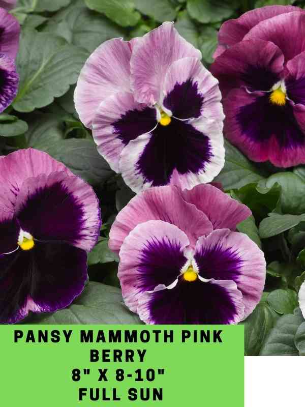Pansy Mammoth Pink Berry Labeled
