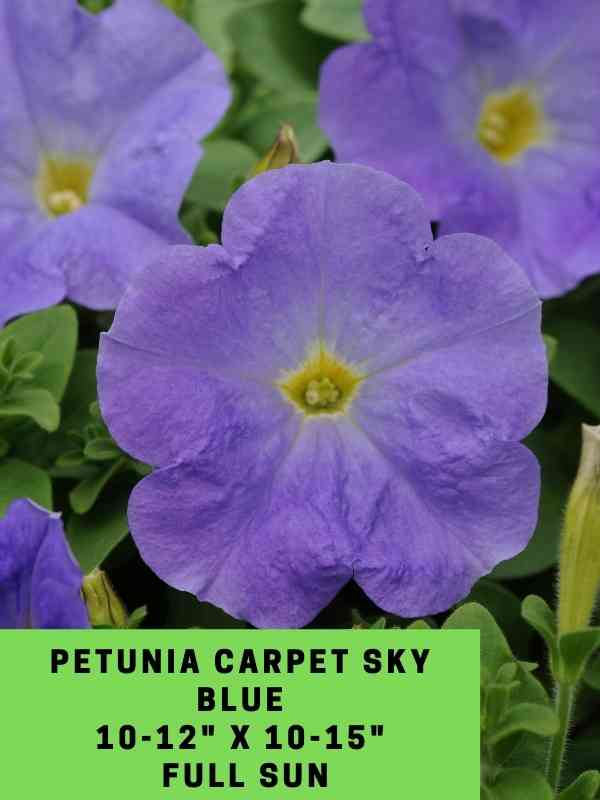 Petunia Carpet Blue Sky Labeled