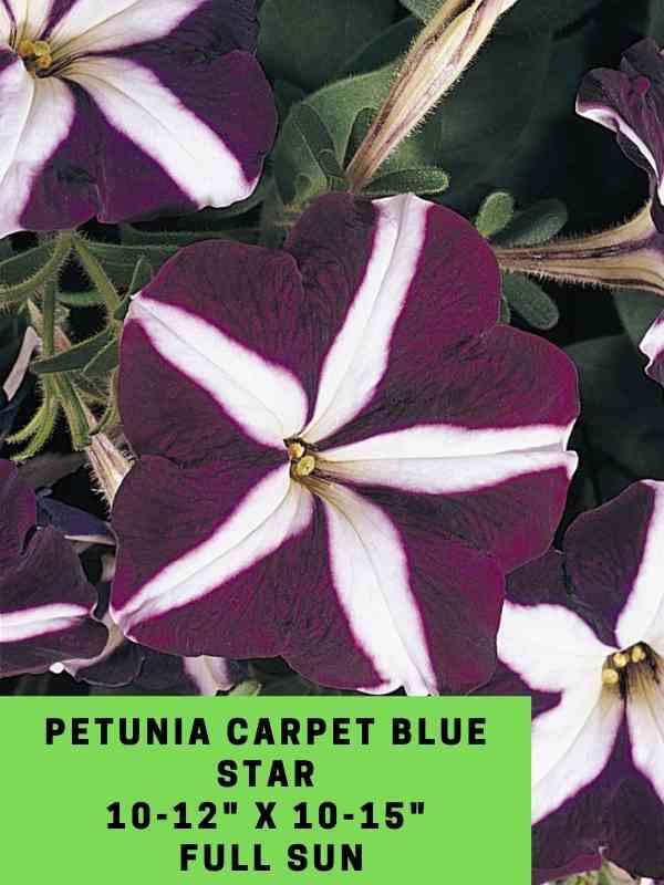Petunia Carpet Blue Star Labeled