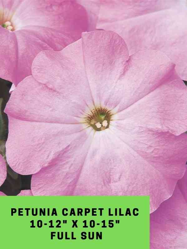 Petunia Carpet Lilac Labeled